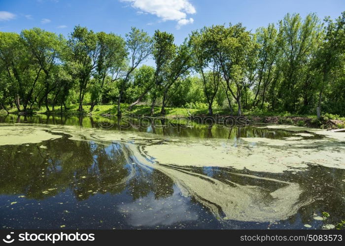 marshy lake in the countryside