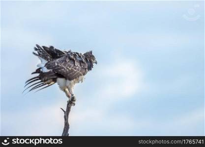 Martial Eagle shaking perched isolated en blue sky in Kruger National park, South Africa   Specie Polemaetus bellicosus family of Accipitridae. Martial Eagle in Kruger National park, South Africa