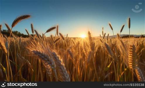 Marvel at the radiant splendor of a field covered in golden cereals, gleaming under the warm sunlight. This captivating photo captures the essence of prosperity, abundance, and the rich rewards of nature’s bounty.