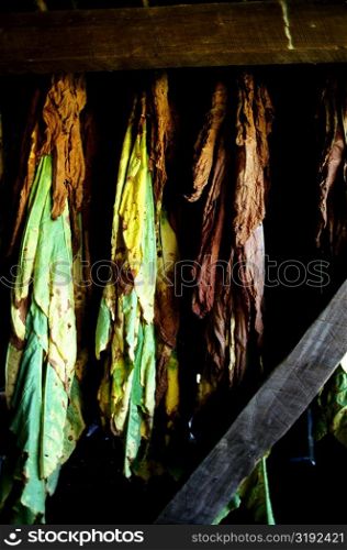 Maryland Tobacco curing in the barn, close-up shot of tobacco, Anne Arundel County, Maryland