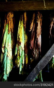 Maryland Tobacco curing in the barn, close-up shot of tobacco, Anne Arundel County, Maryland