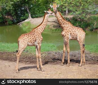 Masai giraffe in national park
