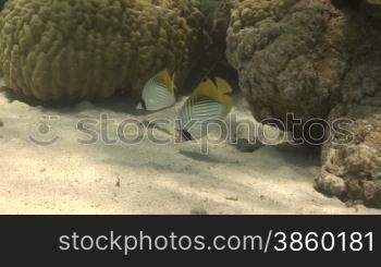 Masked Butterfly Fische und Korallen