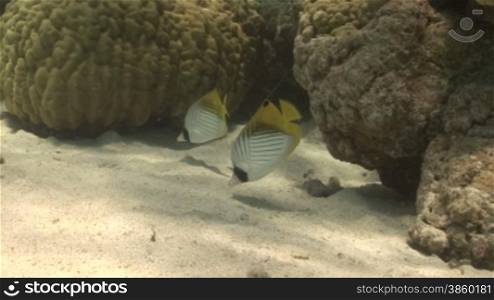 Masked Butterfly Fische und Korallen