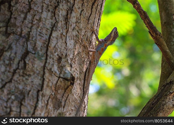 Masked spiny lizard on tree,Masken-Nackenstachler,black face lizard