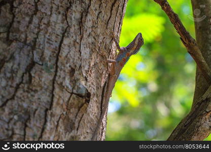 Masked spiny lizard on tree,Masken-Nackenstachler,black face lizard