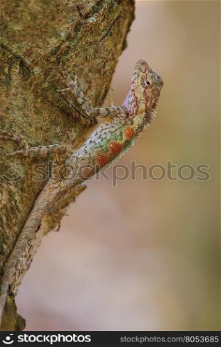 Masked spiny lizard on tree,Masken-Nackenstachler,black face lizard