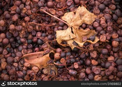 Mass of Purple Grapes With Leaves