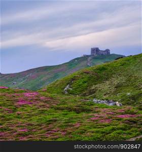 Massif of Pip Ivan mountain with the ruins of the observatory on top. Pink rhododendron flowers on summer mountain slope, Carpathian, Chornohora, Ukraine.