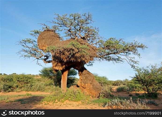 Massive communal nest of sociable weavers (Philetairus socius) in a thorn tree, South Africa