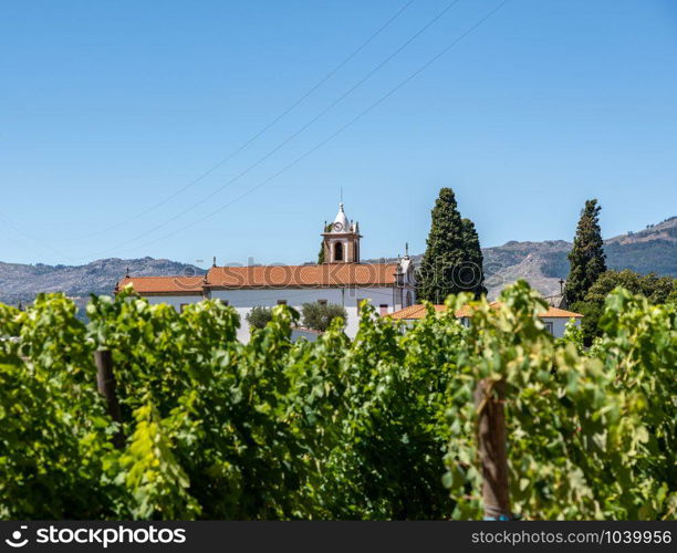 Mateus church tower hidden behind vines in vineyard in Vila Real Portugal. The old church hidden by vineyards by Mateus Palace in Portugal
