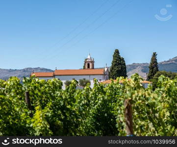 Mateus church tower hidden behind vines in vineyard in Vila Real Portugal. The old church hidden by vineyards by Mateus Palace in Portugal