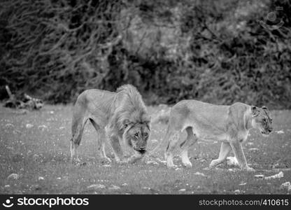 Mating couple of Lions in the grass in black and white in the Etosha National Park, Namibia.