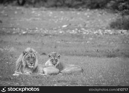Mating couple of Lions in the grass in black and white in the Etosha National Park, Namibia.