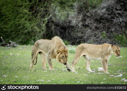 Mating couple of Lions in the grass in the Etosha National Park, Namibia.