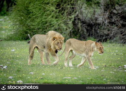 Mating couple of Lions in the grass in the Etosha National Park, Namibia.