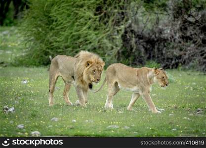 Mating couple of Lions in the grass in the Etosha National Park, Namibia.