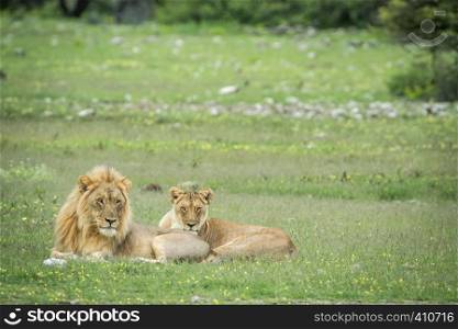 Mating couple of Lions in the grass in the Etosha National Park, Namibia.