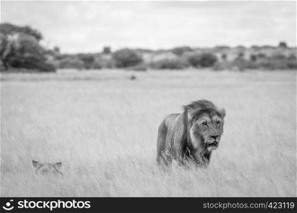 Mating couple of Lions in the high grass in black and white in the Central Khalahari, Botswana.
