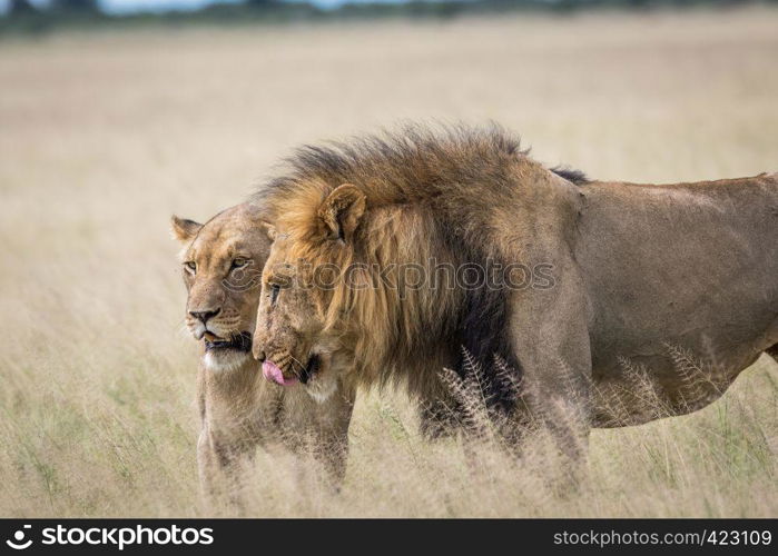 Mating couple of Lions in the high grass in the Central Khalahari, Botswana.