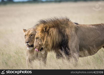 Mating couple of Lions in the high grass in the Central Khalahari, Botswana.