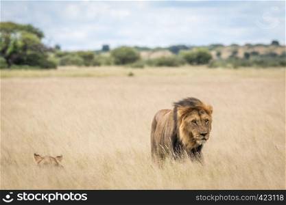 Mating couple of Lions in the high grass in the Central Khalahari, Botswana.