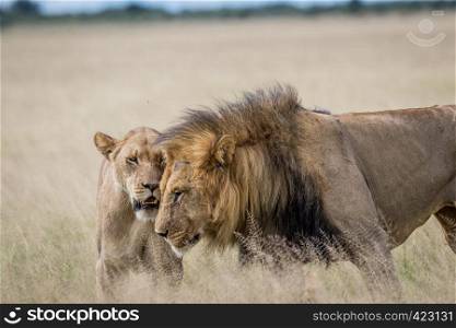 Mating couple of Lions in the high grass in the Central Khalahari, Botswana.