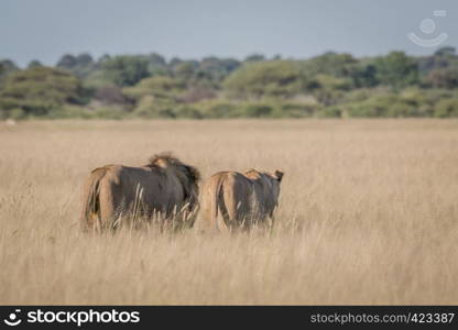 Mating couple of Lions in the high grass in the Central Khalahari, Botswana.