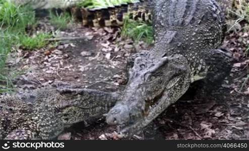 Mating crocodiles