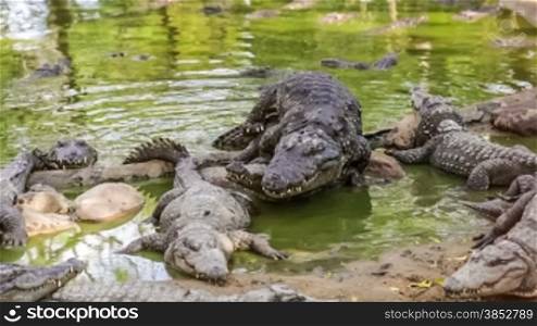 Mating crocodiles, India.