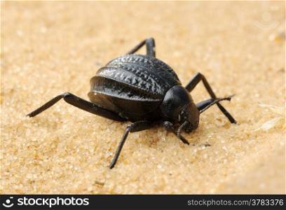 Mating darkling beetle in the desert, Israel