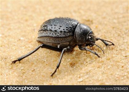 Mating darkling beetle in the desert, Israel