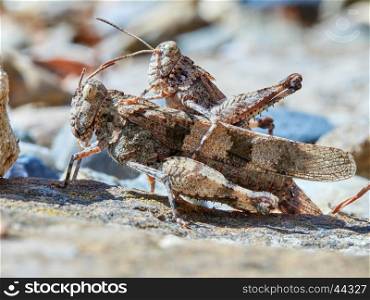 Mating grasshoppers. Mating grasshoppers in the garden summer day