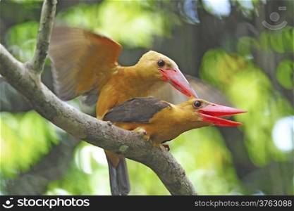 Mating in action 3 : Brown-winged Kingfisher (Pelargopsis amauroptera) posting on branch, found in the south of Thailand
