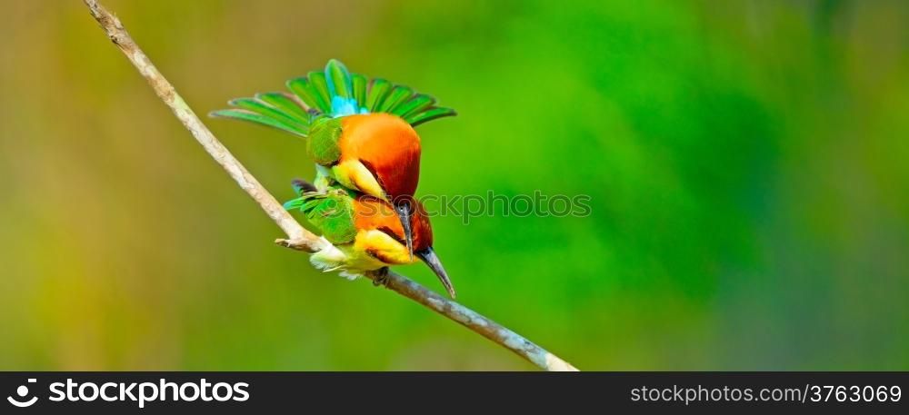 Mating of Chestnut-headed Bee eater (Merops leschenaulti) on a branch