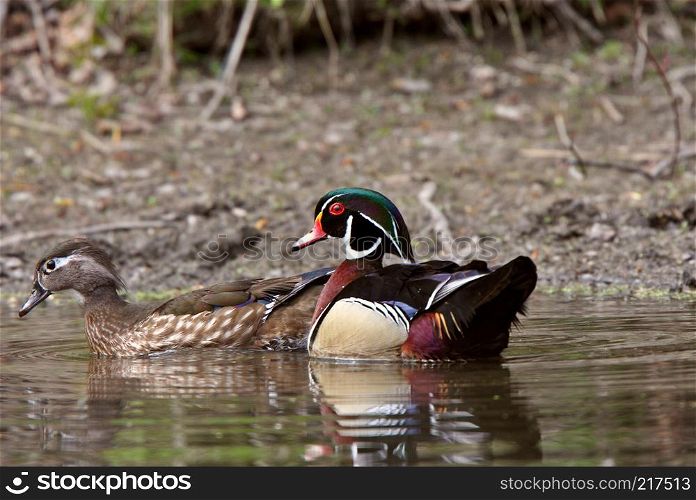Mating pair of Wood Ducks in pond