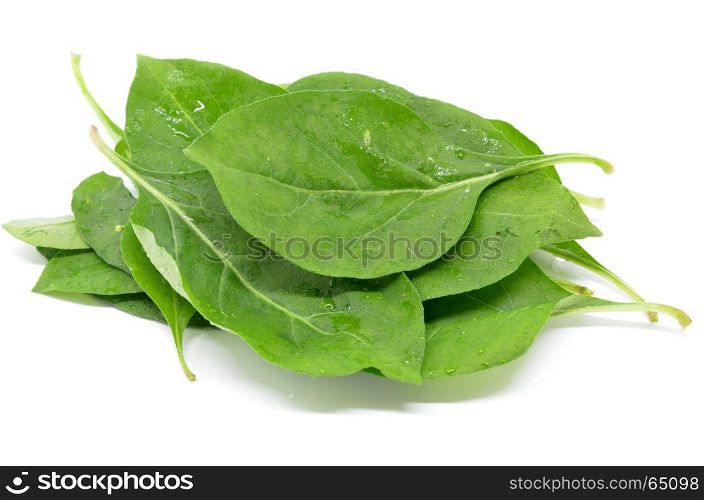 Matrimony vine leaf on the white background