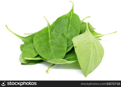 Matrimony vine leaf on the white background