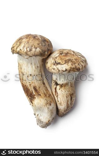 Matsutake mushrooms on white background