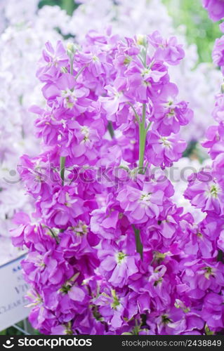 Matthiola incana flower, stock flowers, cut flowers in nursery, full bloom. Purple Matthiola. Matthiola incana flower, stock flowers, cut flowers in the nursery, full bloom