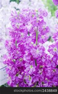 Matthiola incana flower, stock flowers, cut flowers in nursery, full bloom. Purple Matthiola. Matthiola incana flower, stock flowers, cut flowers in the nursery, full bloom