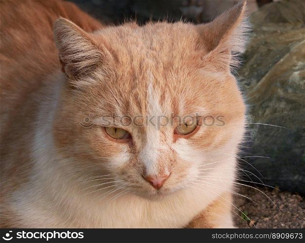 Mature big reddish cat portrait outdoors, close-up. Reddish Cat Portrait Outdoors. Reddish Cat Portrait Outdoors