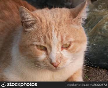 Mature big reddish cat portrait outdoors, close-up. Reddish Cat Portrait Outdoors. Reddish Cat Portrait Outdoors
