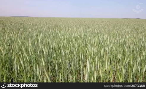 Mature cereal field