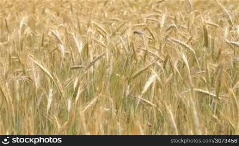 Mature cereal field