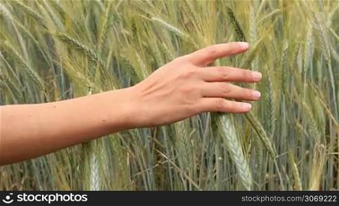 Mature cereal field with hand