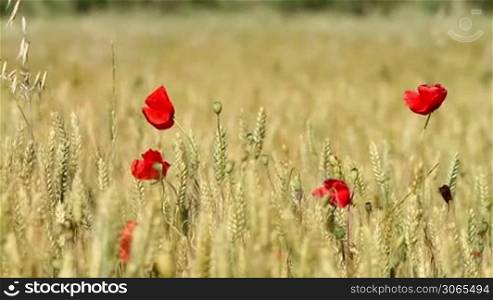 Mature cereal field with poppy