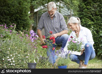 Mature Couple Planting Out Plants In Garden