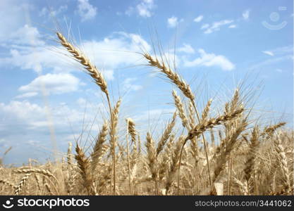 mature ears of wheat in field