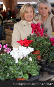 mature ladies in open air market choosing plants